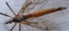 Tipula sp.
